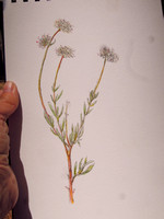 Buckwheat - Eriogonum sp.