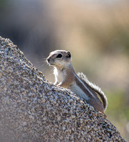 White-tailed Antelope Squirrel - Ammospermophilus leucurus