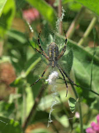 Yellow garden spider - Argiope  Aurantia