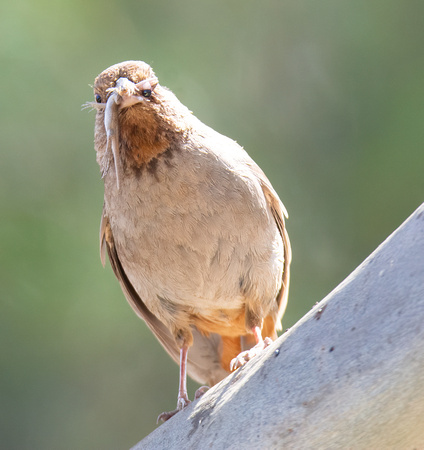 California Towhee - Melozone Crissalis, Western Fence Lizard - Sceloporus occidentalis