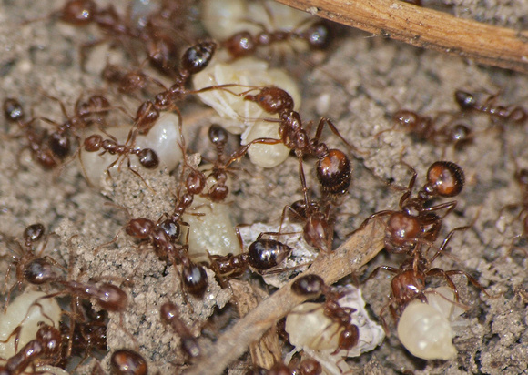 Red imported fire ant (RIFA) - Solenopsis invicta