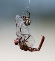 Bridge spider - Larinioides sclopetarius, Meadowhawk - Sympetrum corruptum