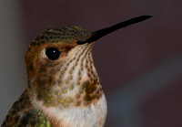 Allen's Hummingbird - Selasphorus sasin