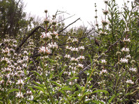 Black sage - Salvia mellifera