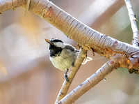 Mountain Chickadee- Poecile gambeli