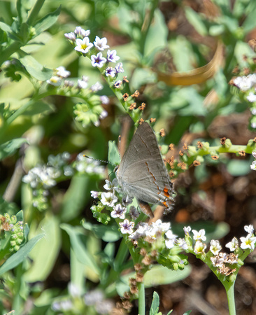 Gray hairstreak - Strymon melinus, Alkali heliotrope - Heliotropium curassavicum