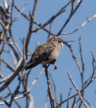 Costa's Hummingbird - Calypte costae