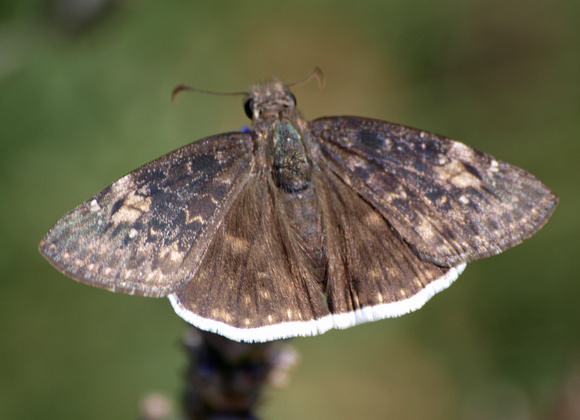 Funereal duskywing - Erynnis funeralis