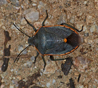 Conchuela bug - Chlorochroa ligata