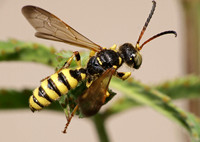 Weevil wasp 1 - Cerceris sextoides