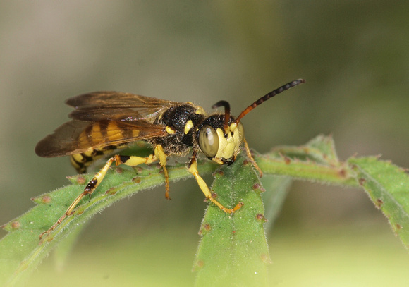 Weevil wasp 1 - Cerceris sextoides