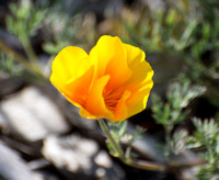 California poppy - Eschscholzia californica