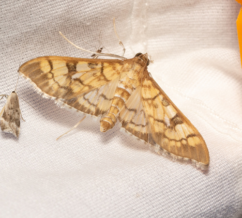 Crambid moth - Mimorista subcostalis