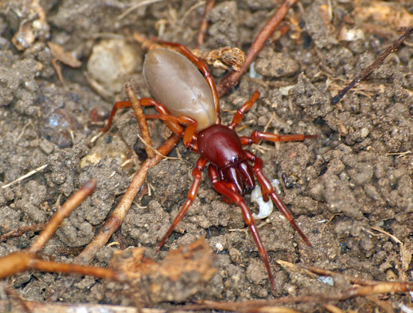 Woodlouse hunter - Dysdera crocata