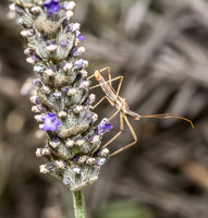 Four spurred assassin bug - Zelus tetracanthus