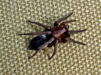 Mouse spider - Scotophaeus blackwalli