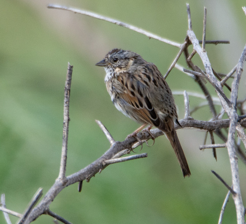 Lincoln's Sparrow - Melospiza lincolnii