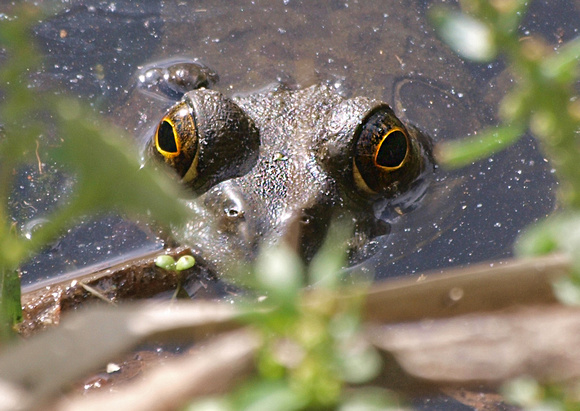 Bullfrog - Lithobates (Rana) catesbianus