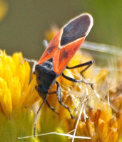 Redcoat Seed Bug - Melanopleurus belfragei