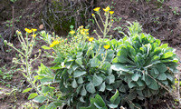 Telegraph-weed - Heterotheca grandiflora