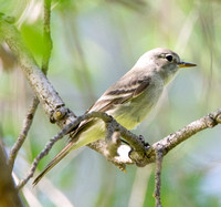 Gray Flycatcher - Empidonax wrightii