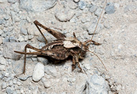 Shield-backed katydid - Aglaothorax sp.