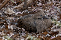 Mourning Dove - Zenaida macroura