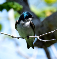 Tree Swallow - Tachycineta bicolor