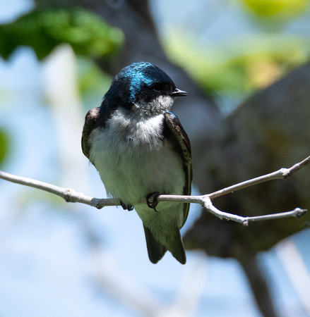 Tree Swallow - Tachycineta bicolor