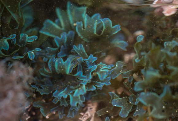Brown Algae - Dictyota flabellata
