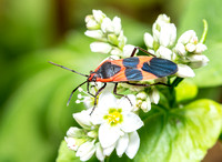 Large milkweed bug -Oncopeltus fasciatus