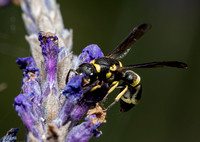 Mason wasp - Parancistrocerus declivatus