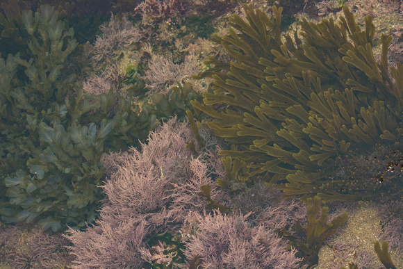 Brown Algae - Dictyota coriacea
