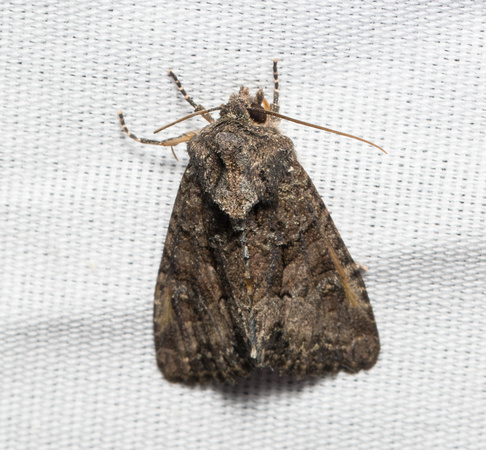 Noctuid moth - Oligia tusa