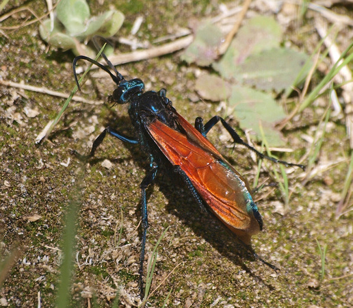 Tarantula Hawk 2 - Pepsis sp.