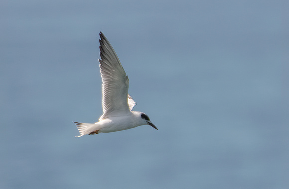 Forster's Tern - Sterna forsteri