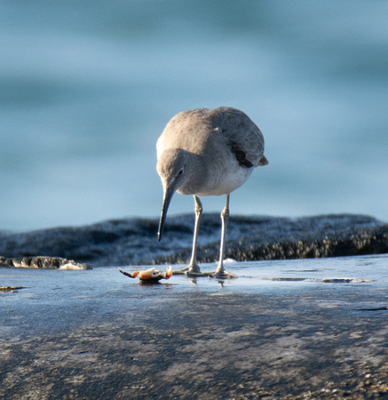 Striped shore crab - Pachygrapsus crassipes, Willet - Tringa semipalmatus