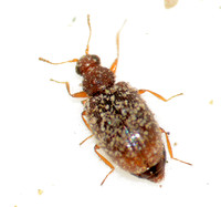 Minute brown scavenger beetle - Unidentified sp.