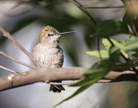 Anna's Hummingbird - Calypte anna