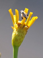 Fruit fly - Trupanea sp.