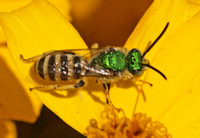 Sweat bee 1 - Agapostemon sp.