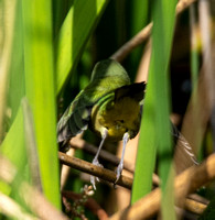 Painted Bunting - Passerina ciris