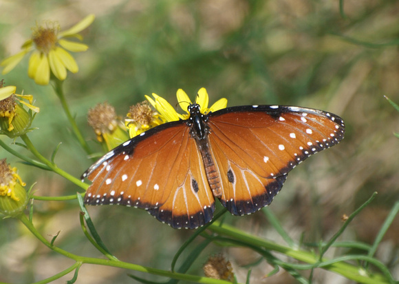 Queen - Danaus gilippus