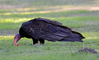 Turkey Vulture - Cathartes aura