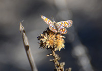 Behr's metalmark - Apodemia virgulti