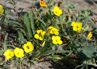 California Sun Cup - Camissoniopsis bistorta