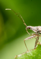 Damsel bug - Nabis sp