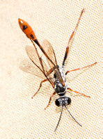 Thread-waist wasp - Ammophila aberti