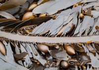 Feather boa kelp - Egregia menziesii