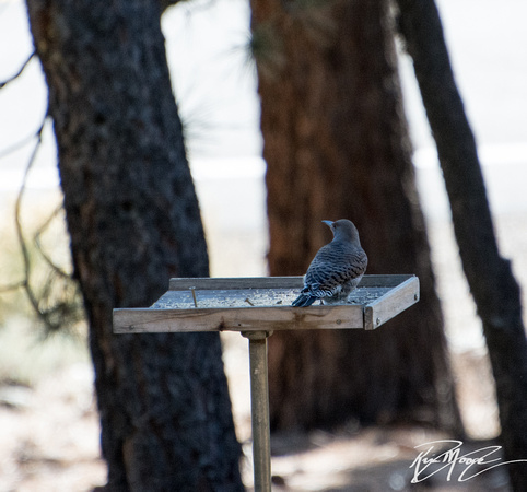 Northern Flicker (red shafted) - Colaptes auratus